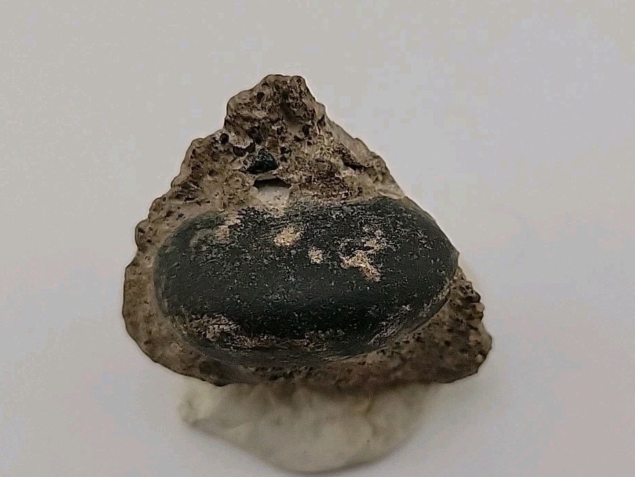 Real Permineralized Reptile Egg Fossil
