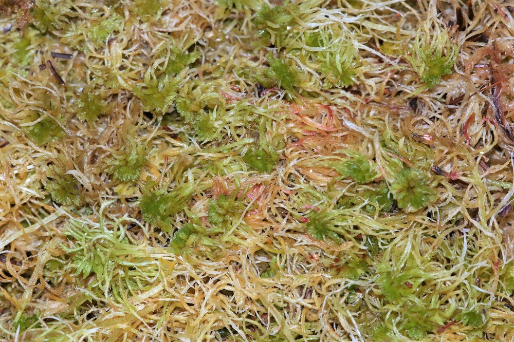 LIVE SPHAGNUM MOSS - 1 QUART BAG