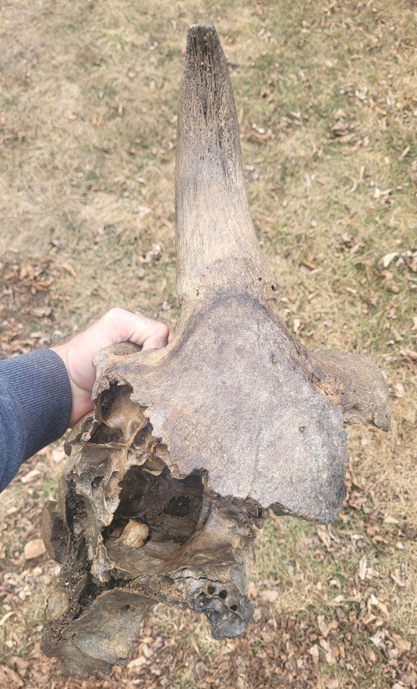 Historic Large Bison Horn Core Partial Skull river find