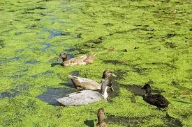 Duckweed (Lemma Minor)