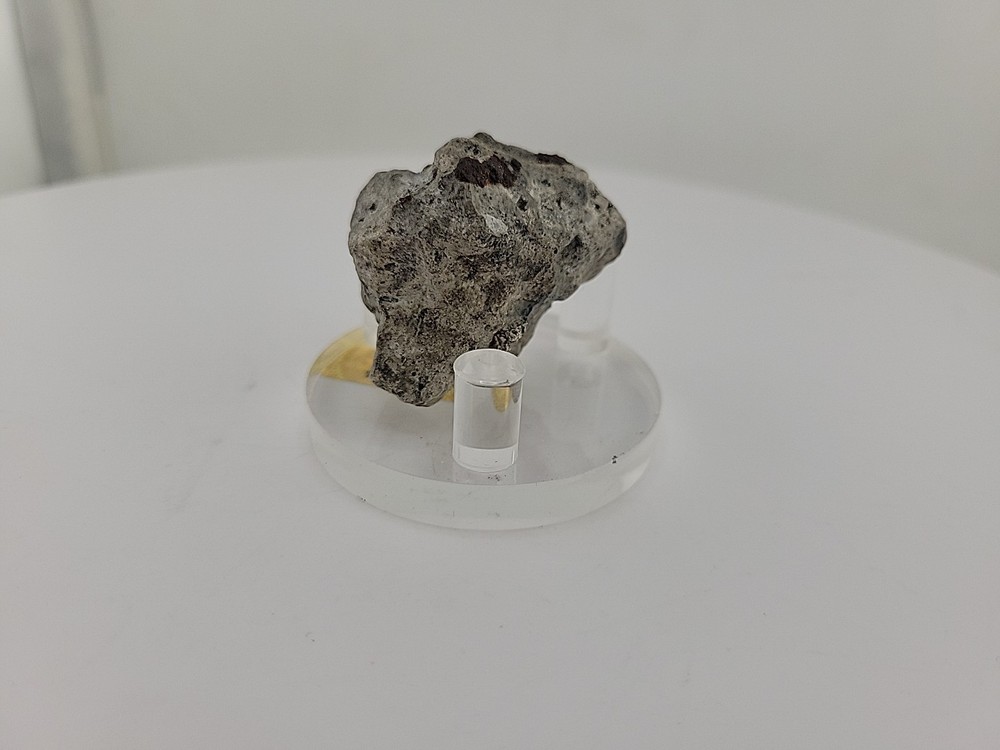 Full Dinosaur Fossil Skull Authentic