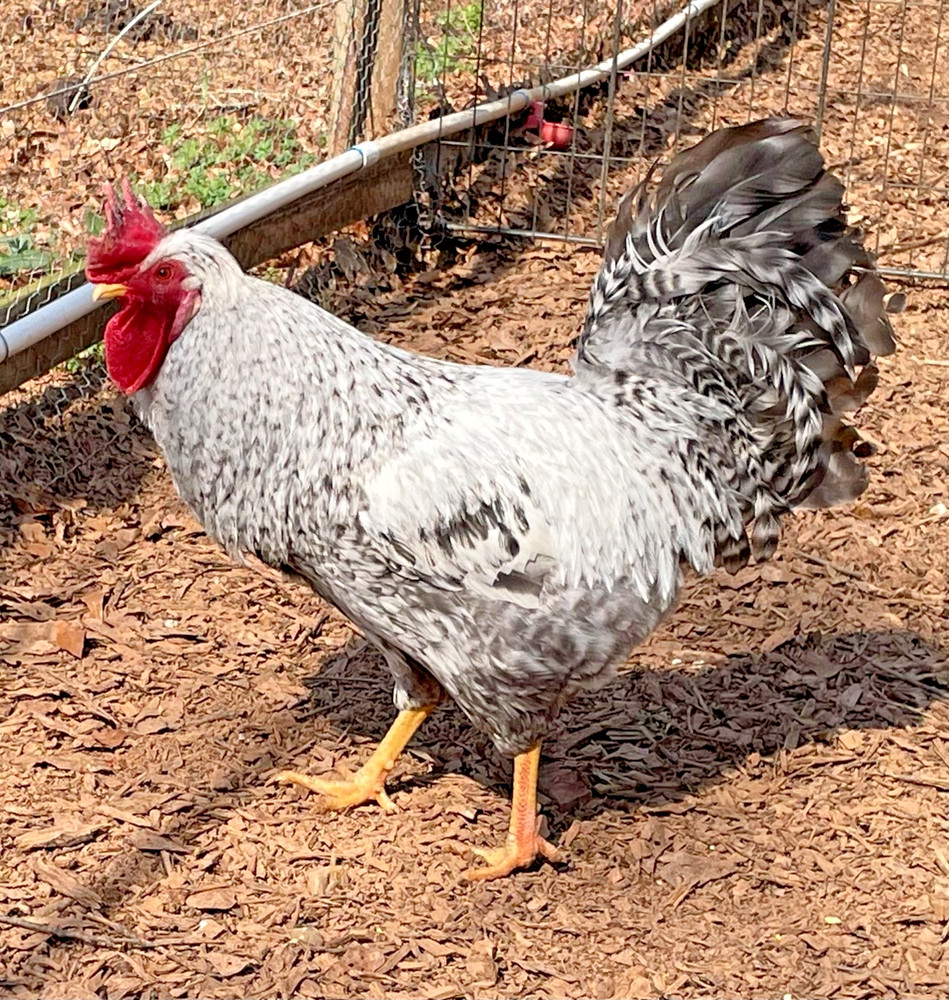 Crested Cream Legbar hatching eggs 6+1