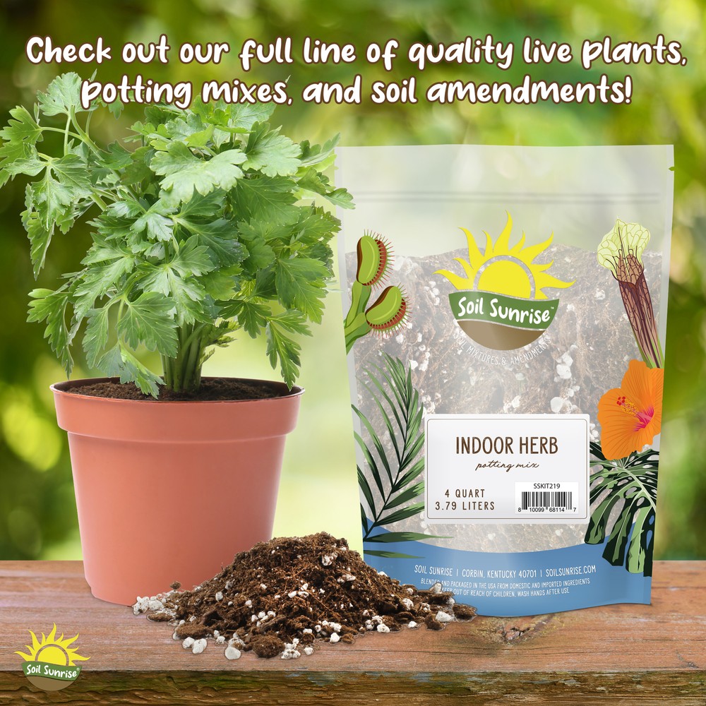 Fiddle Leaf Fig Potting Mix, Soil Amendment for Potted Fig Trees