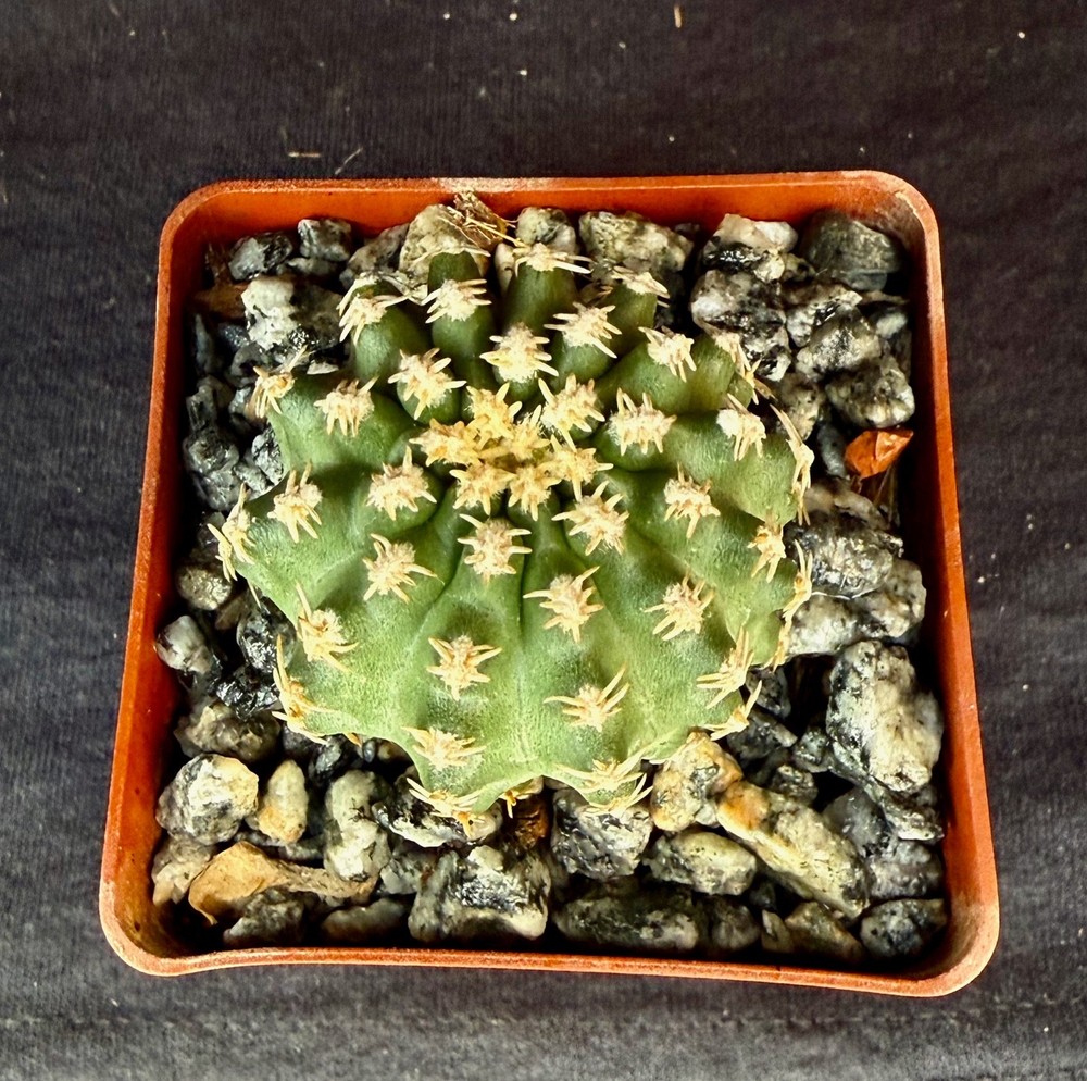 Pygmaeocereus bieblii, cactus plant