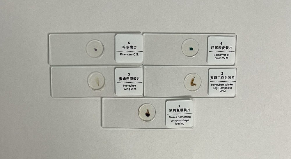 Prepared Microscope (5) Slides (Microscope Use and Function) - NEW