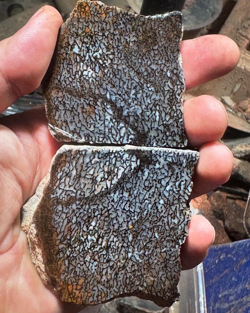 Dinosaur bone rough **hxtled wash split.