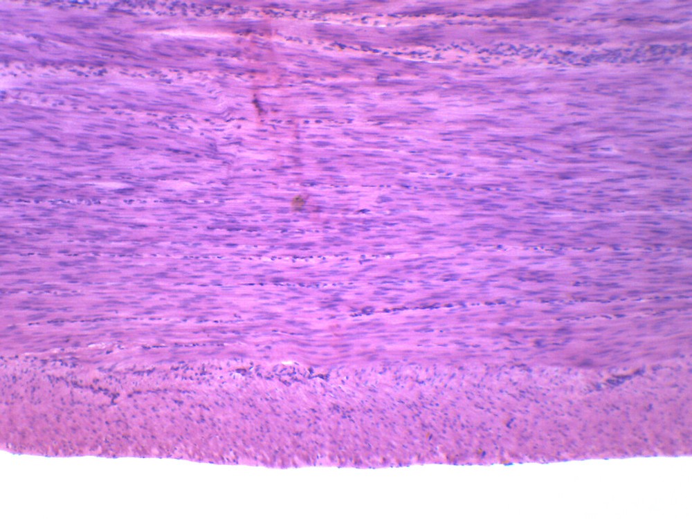 Smooth Muscle, Mammal - Prepared Microscope Slide - 75x25mm - Eisco Labs
