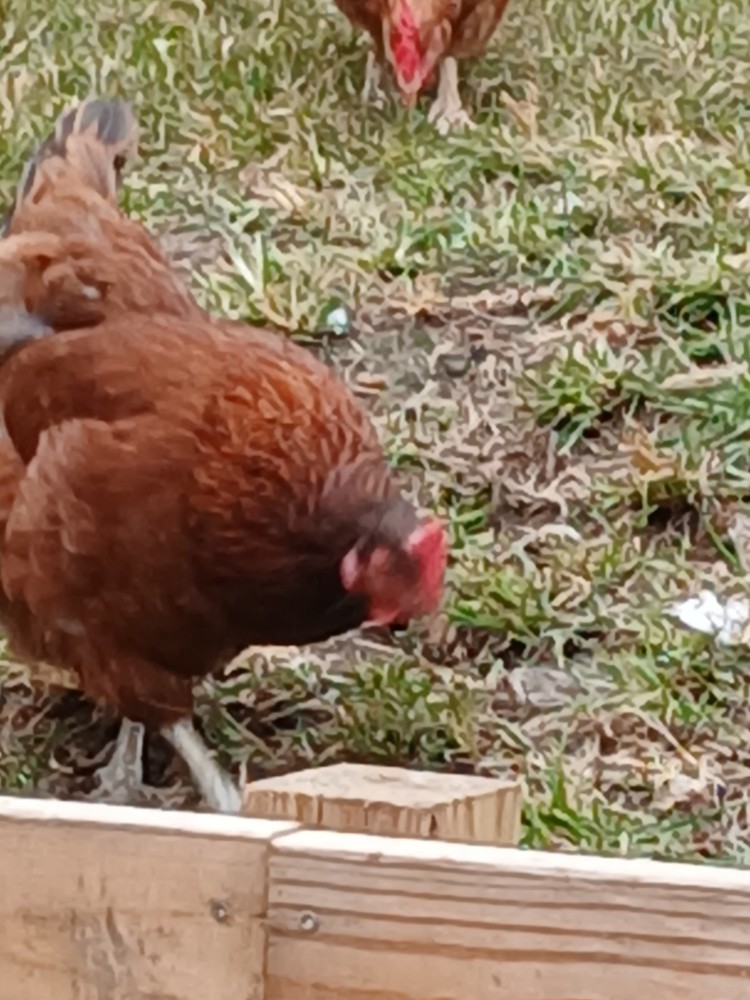 12 Heavy Egg Production Hatching Eggs