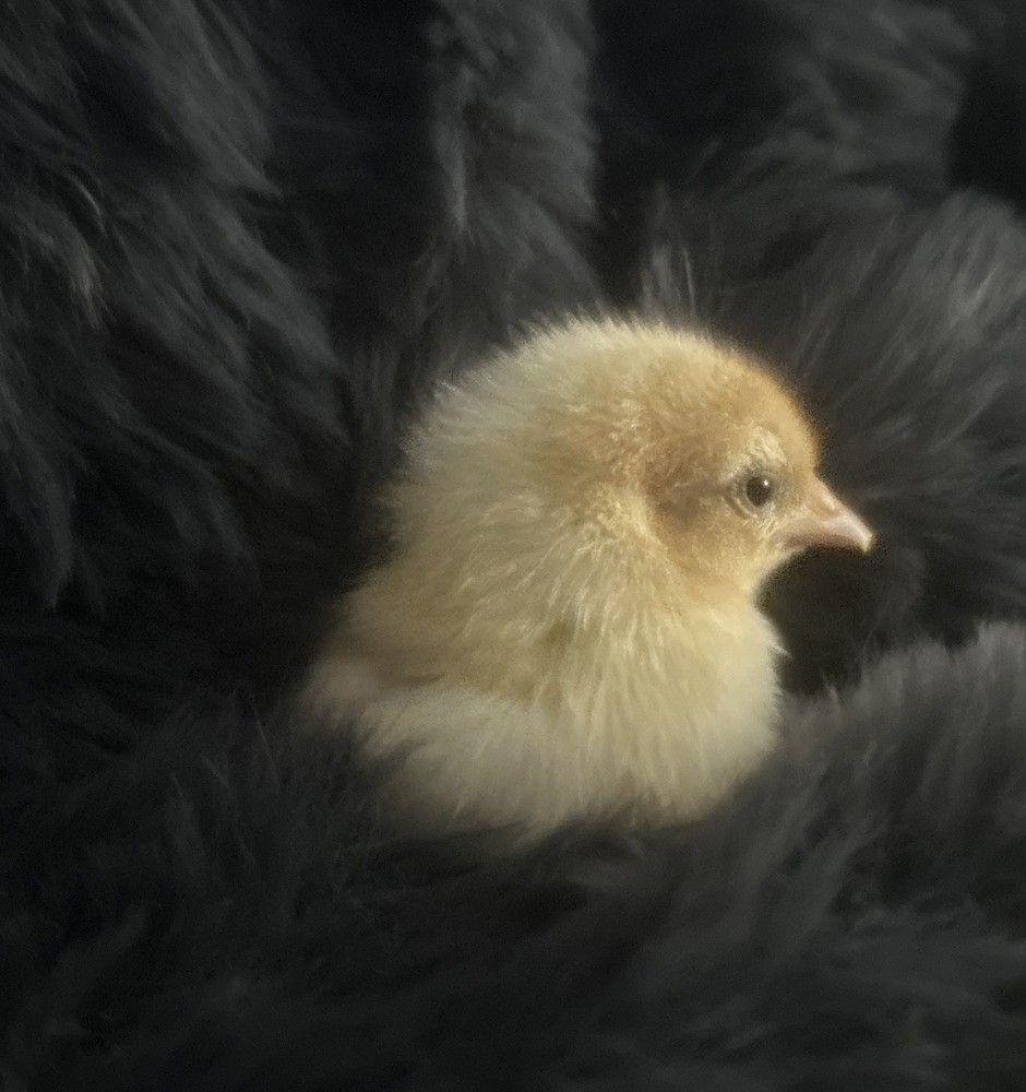 Set of 6 - Bantam White Leghorn Hatching Eggs