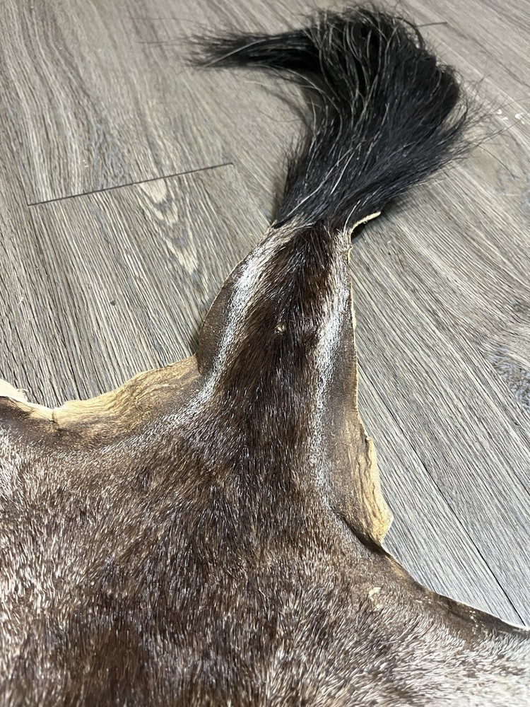 African Gemsbuck Antelope 1/2 Hide Long