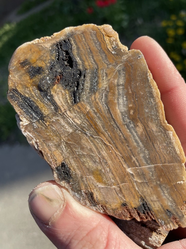 Super Unique, Faced/polished, Agatized/opalized petrified wood