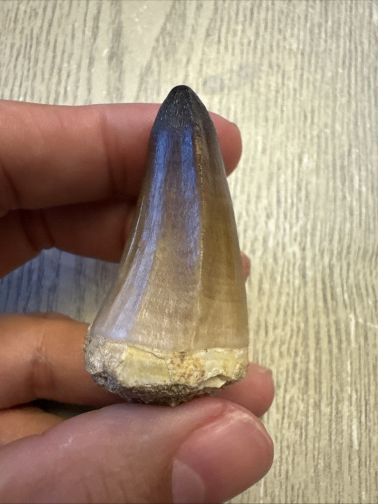 Nice Mosasaur Prognathodon Curii Fossil Tooth 2.02”