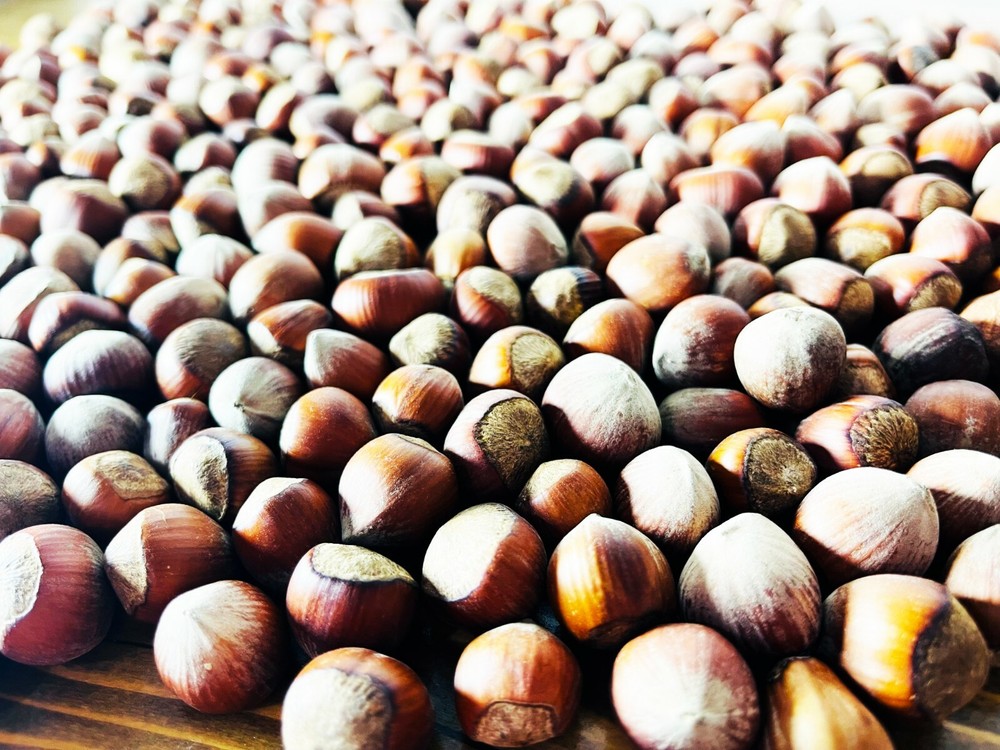 Hazelnuts in shell (7,5 LBS) (3 KG) + GIFT CRACKING MACHINE new crop from Turkey