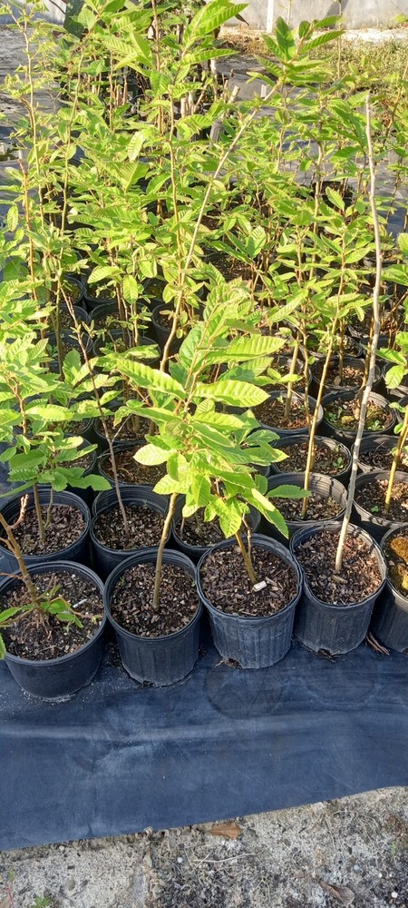 Greek Chestnut Tree in 1 gallon pot