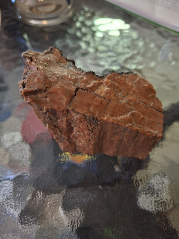 Petrified Wood From Out West USA.