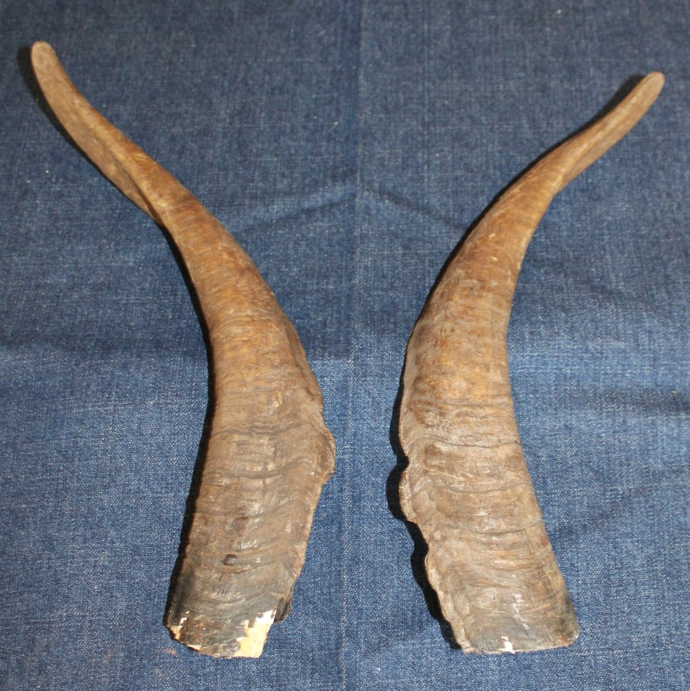 Ram Horns, Cleaned 15" Length Approx. Size (#4)