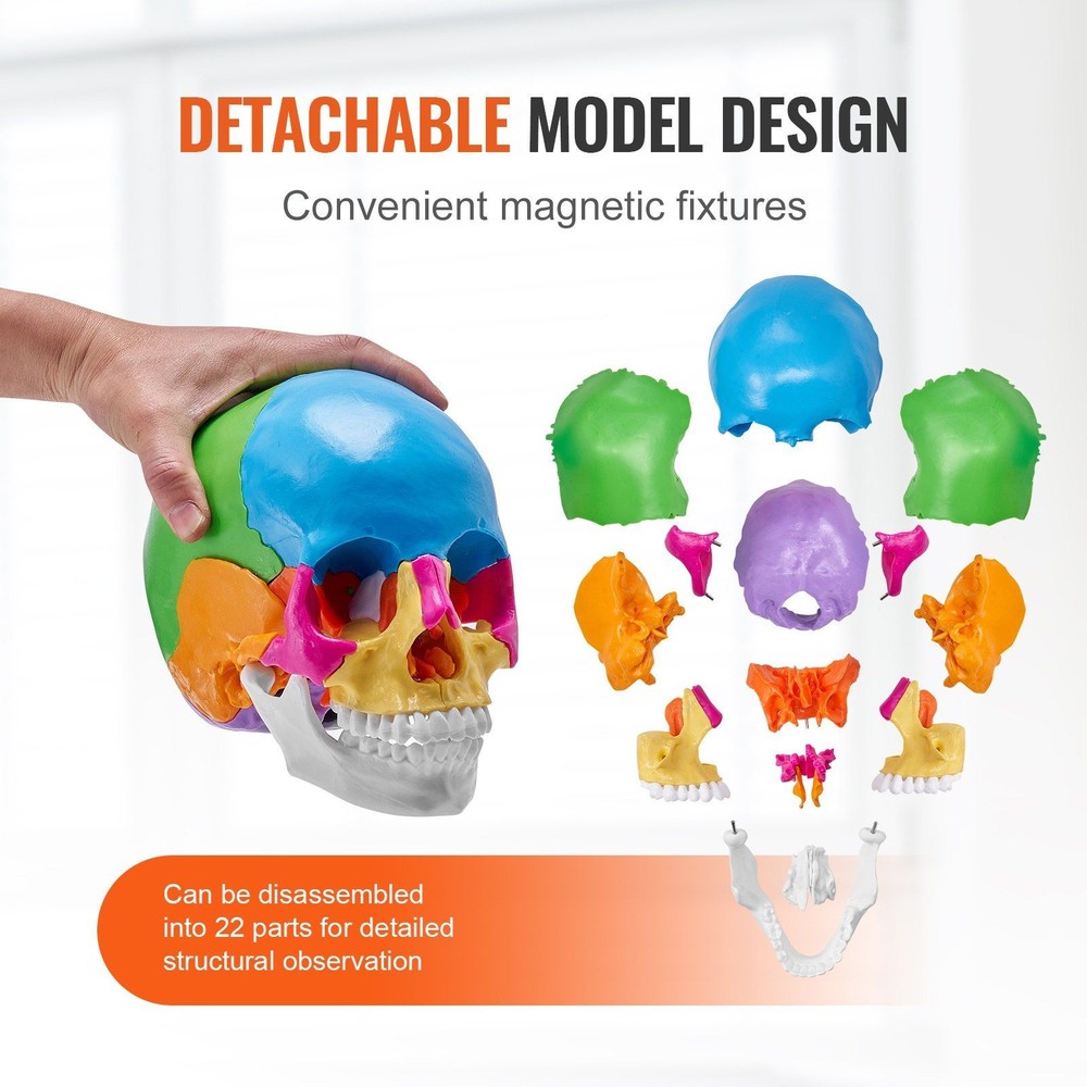 Anatomical PVC Skull Model 22 Sections Life-Size Detachable Study