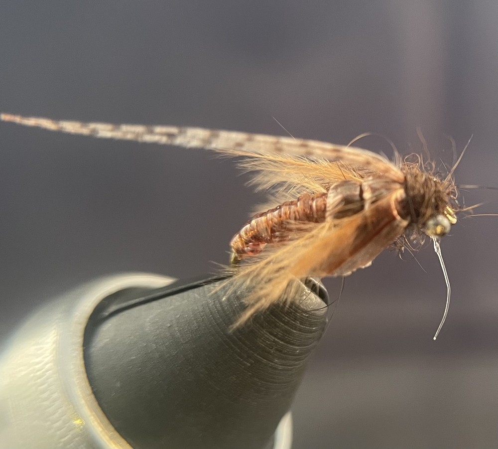 Caddis Pupa