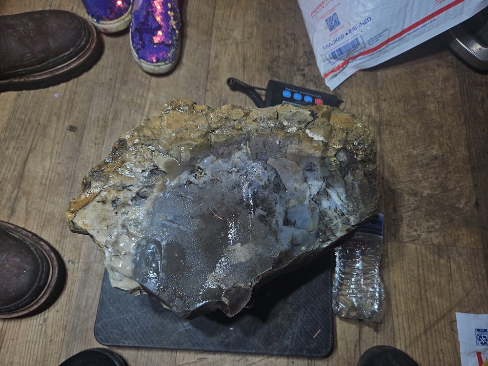 Petrified Palm Tree Root Specimen (36lbs 12oz)