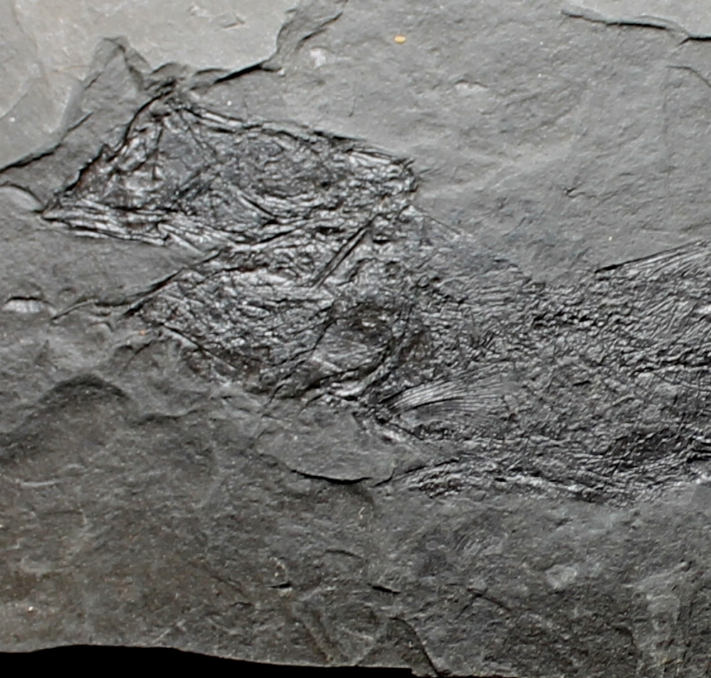 Clupeidae - Big, excellent Oligocene fossil fish