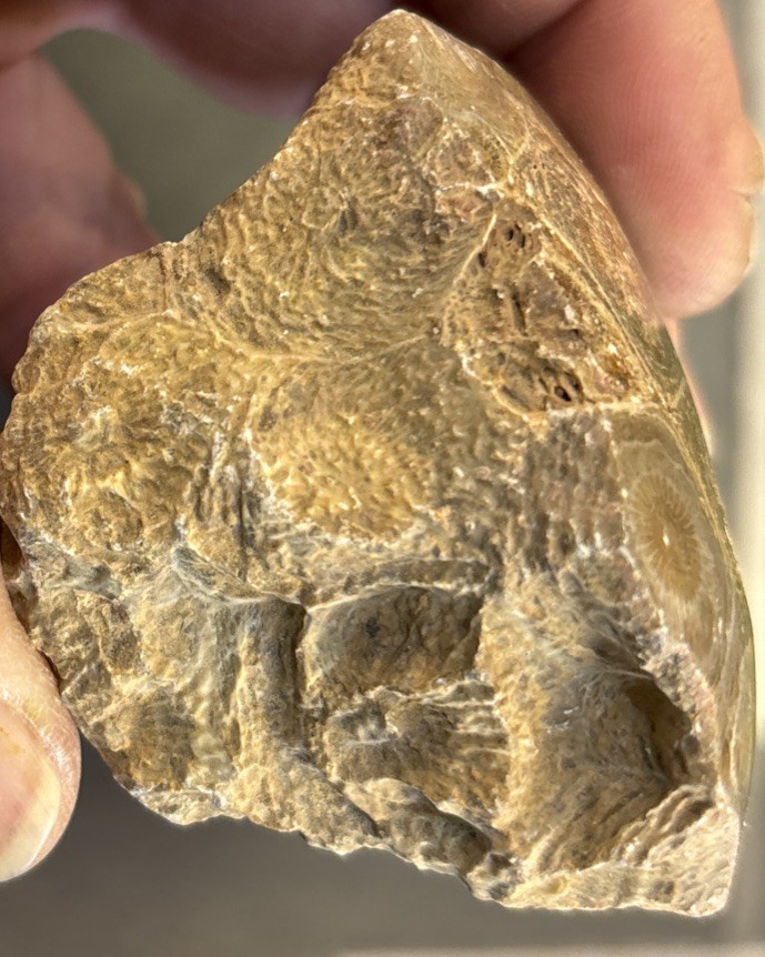 Petrified Coral End Polished