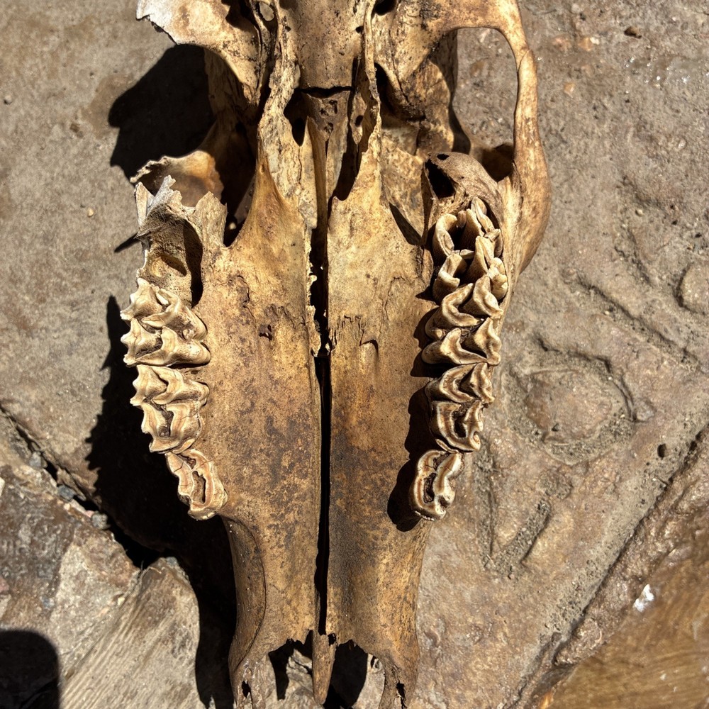 Mule Deer Skull Large Animal Doe Mule Deer