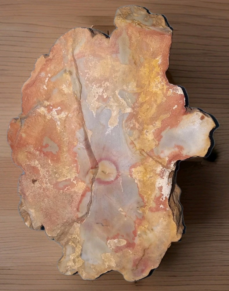 Petrified Rainbow Wood Rough 11 oz