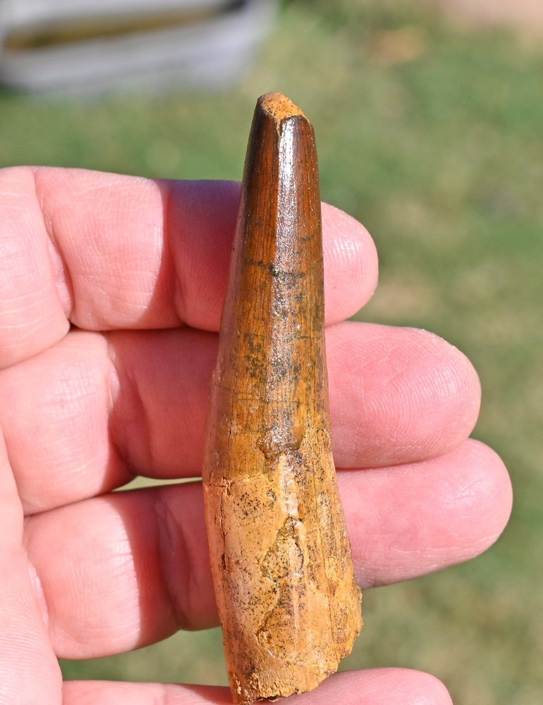 Spinosaurus tooth 3.33 inches, from Morocco #2