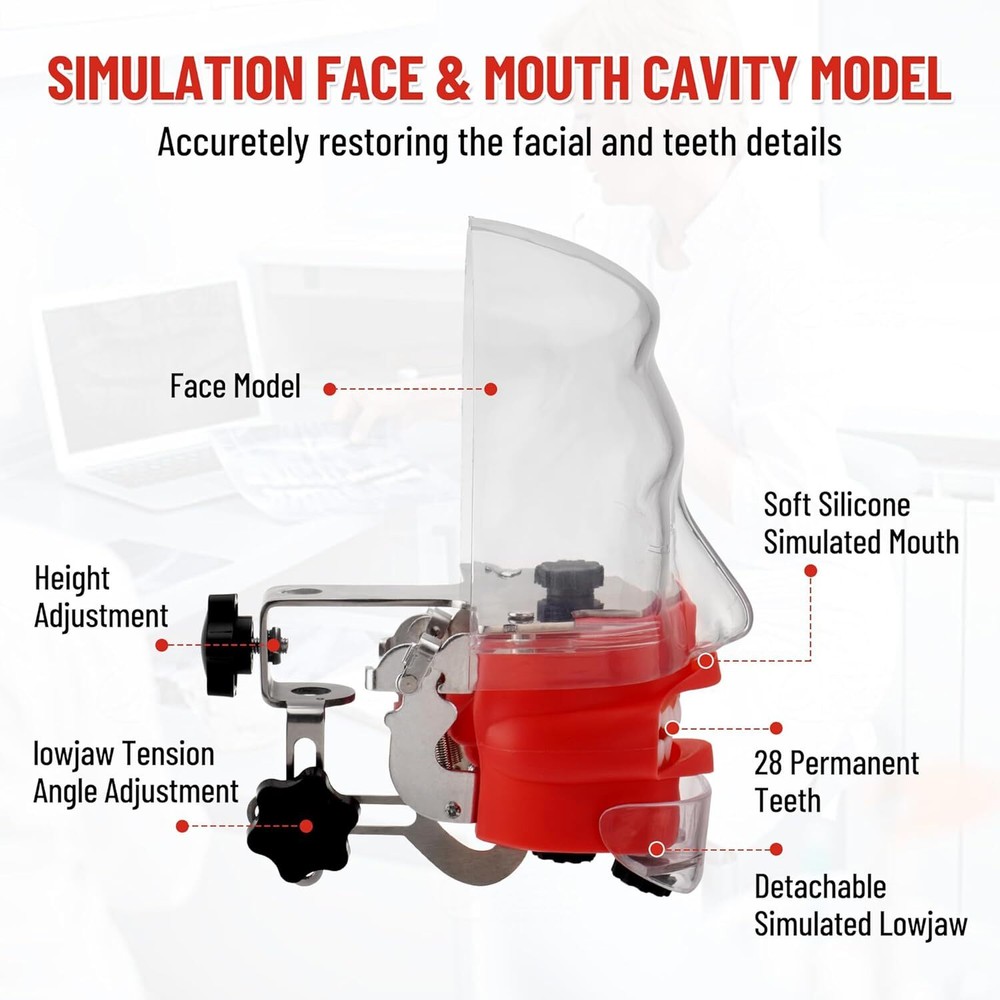 Dental Head Model Simulator Phantom Dentist Teaching w/ 28Pcs Teeth for Training