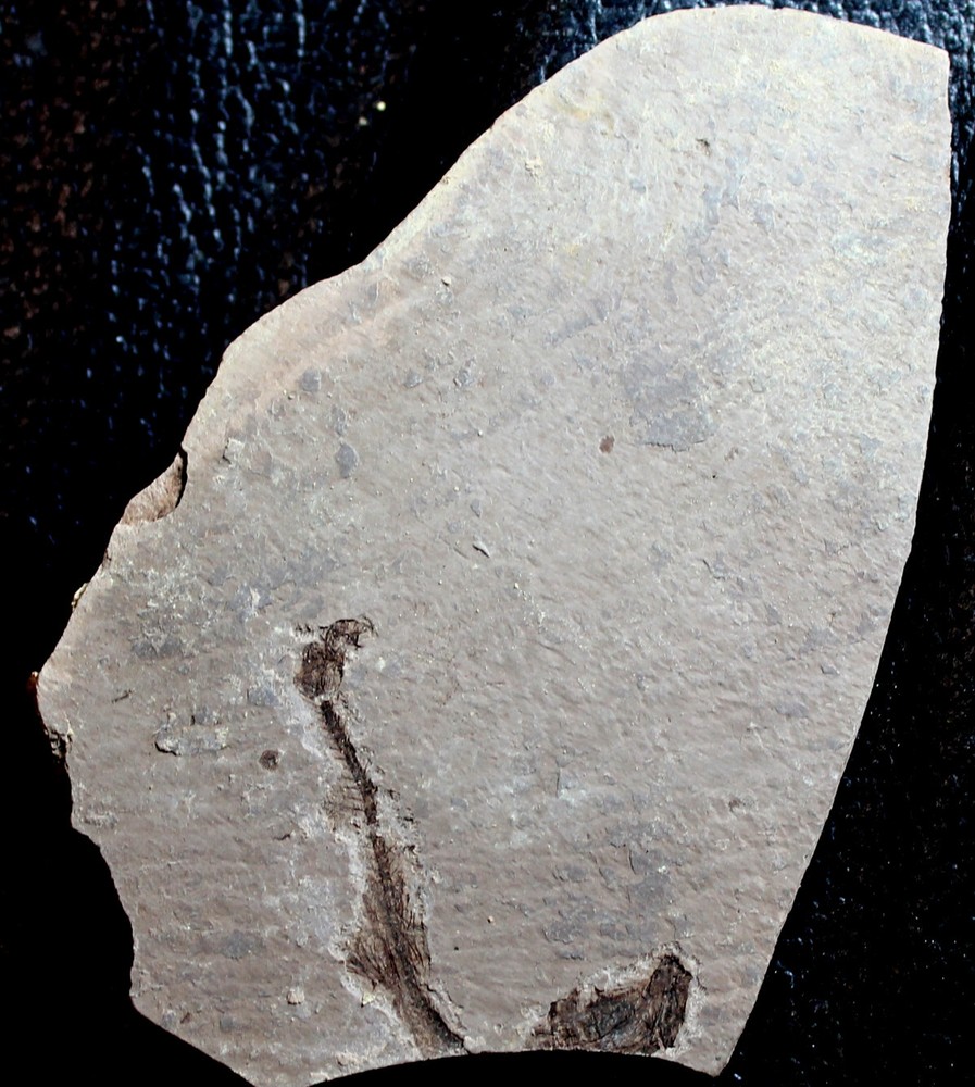 Glossadon sp -  Oligocene fossil fish