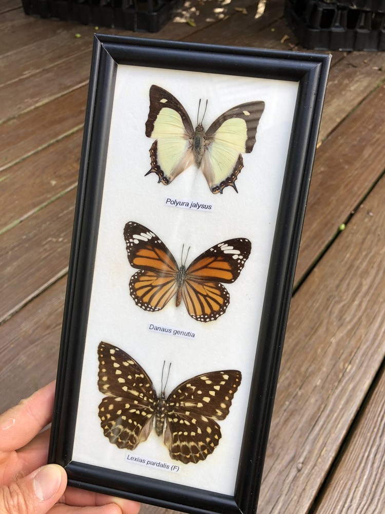 framed butterflies 3 From Thailand 🇹🇭 💯