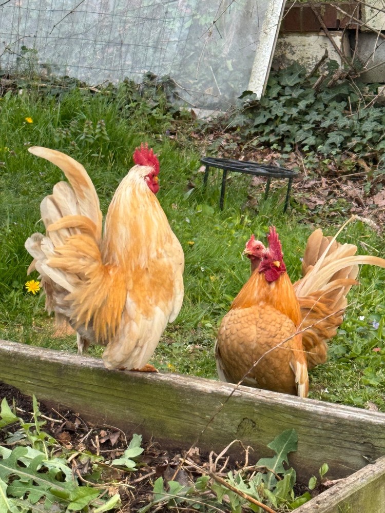 12+ 2 small Quality Serama Chicken Hatching Eggs