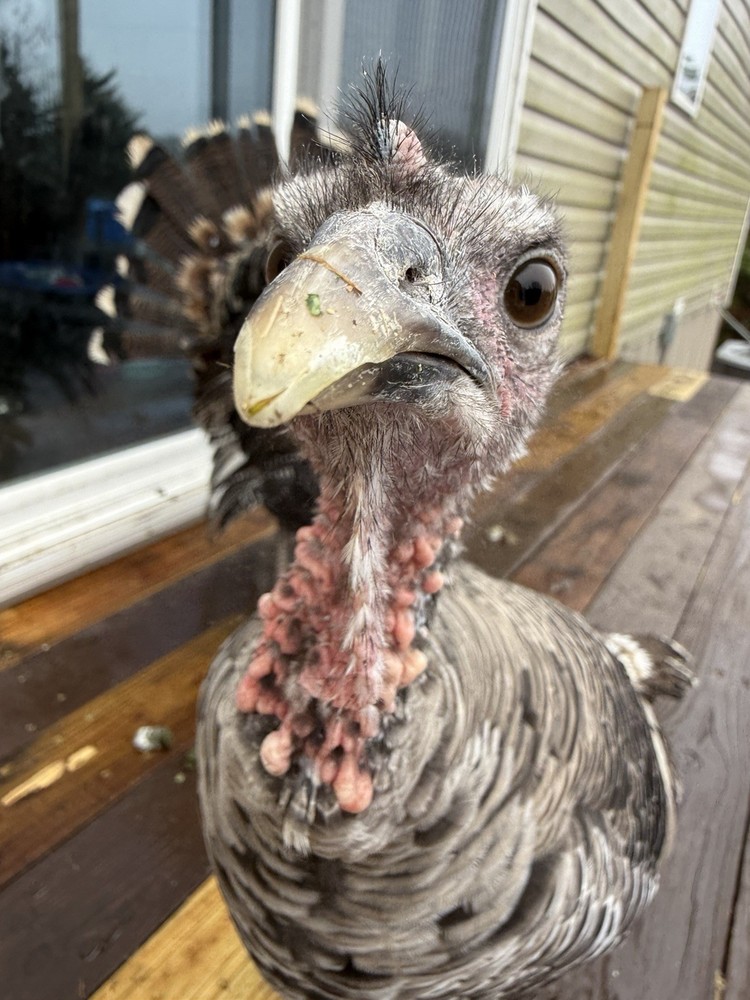 12 Narragansett Turkey Hatching Eggs