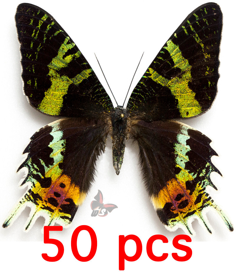 Urania ripheus - 50pcs, UNMOUNTED butterfly