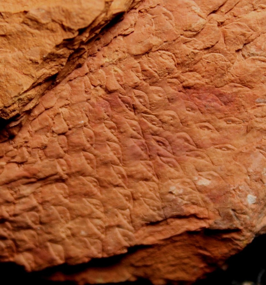 Rare Carboniferous fossil bark - Lepidophloios