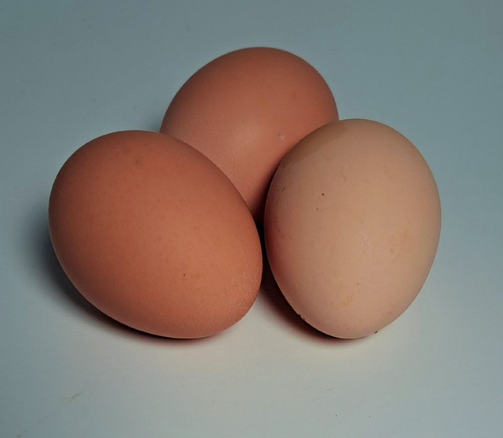 Ozark Powdered Egg Shell
