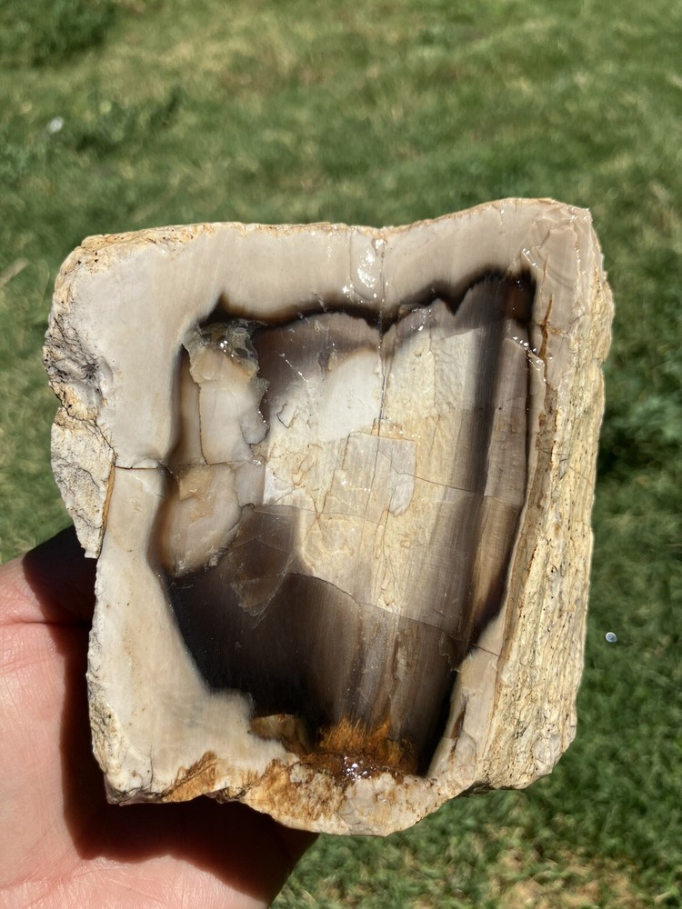 Agatized Petrified Wood (New Mexico)