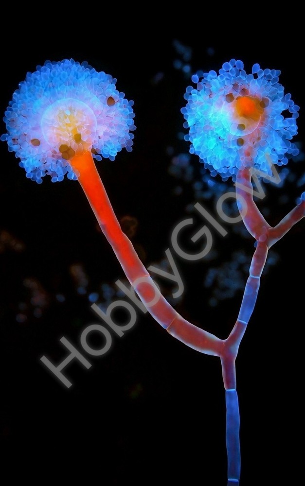 HobbyGlow Fluorescence Trio Microscopy Starter Reagent Set