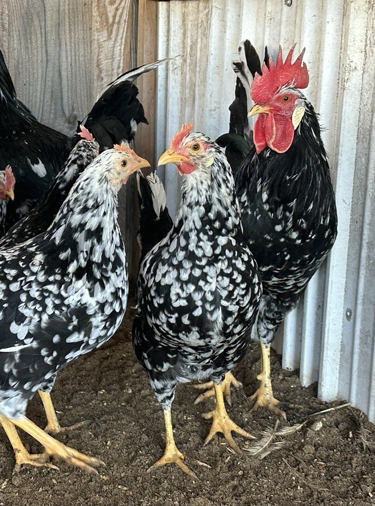 6+ Exchequer Leghorn Hatching Eggs