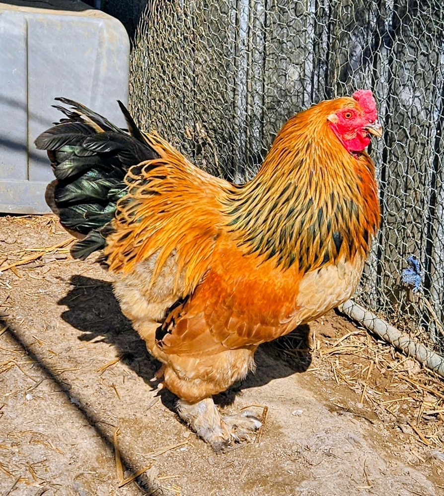 Hatching Eggs Buff Brahma 5+