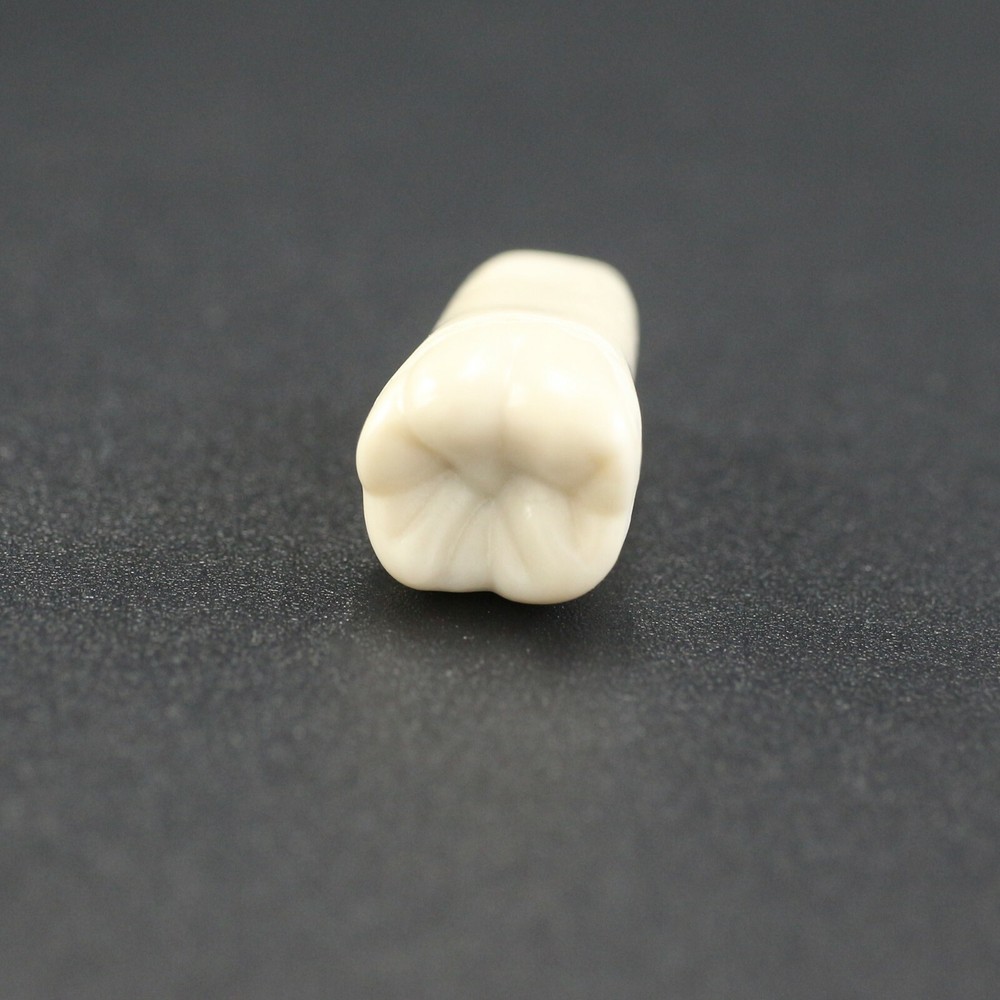 Columbia Dentoform 860 Dental Typodont Teeth Replacement Individual Teeth Model