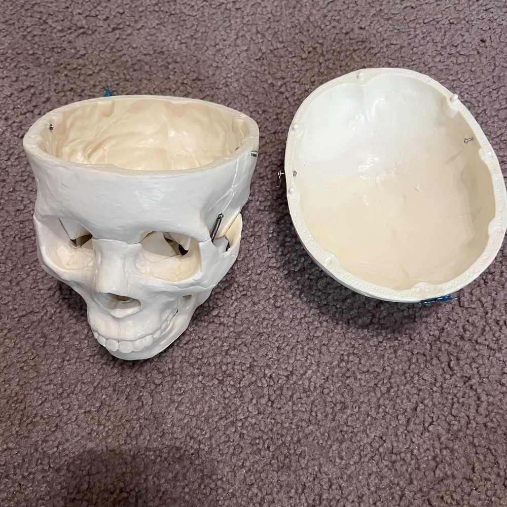 Life-Size Anatomical Skull Model for Science Lab & Education