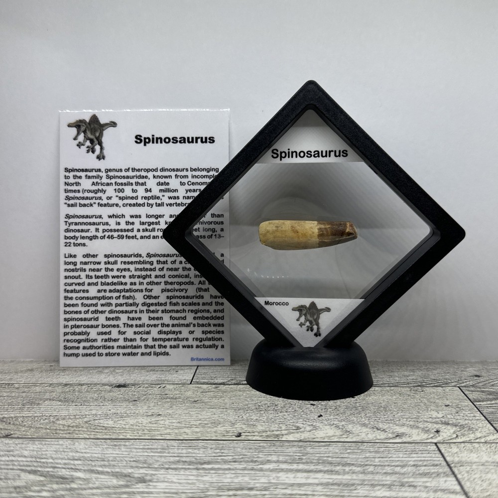 Spinosaurus Extinct Dinosaur Partial Tooth Fossil in Display Case