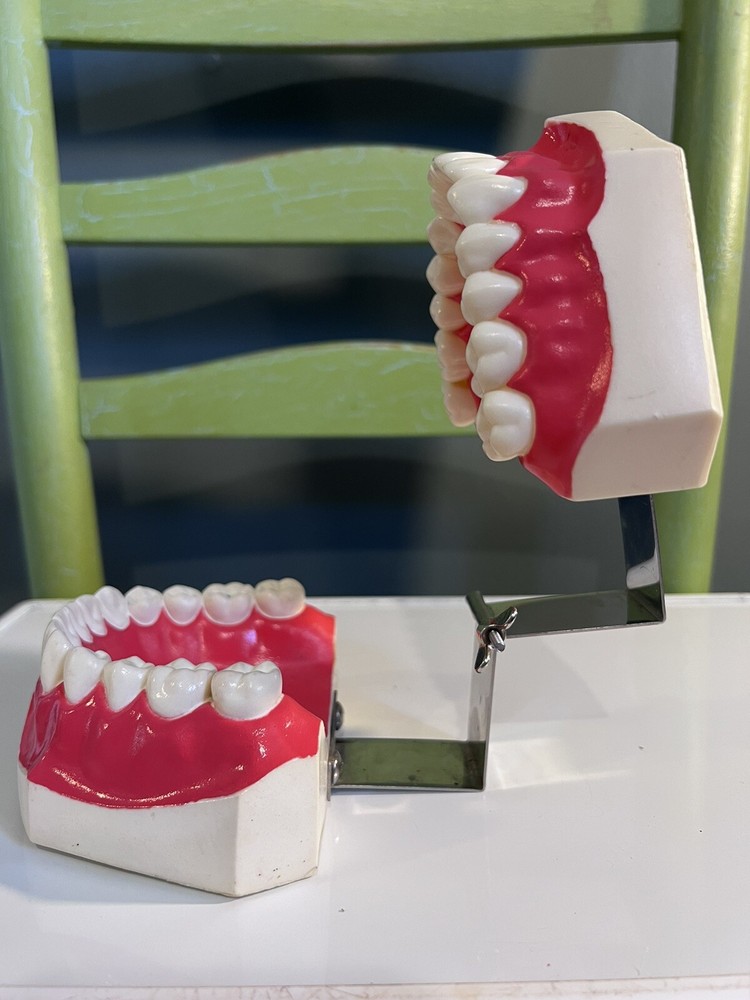 New Dental Teaching Study Adult Standard Typodont Demonstration Teeth Model