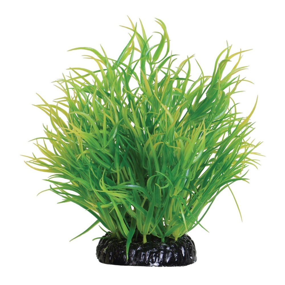 RA Lemon Grass - 6" (2 Pack)