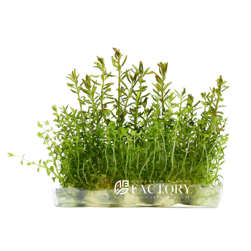 Rotala Manipurensis Vitro Culture
