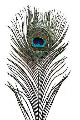 Peacock Eye Feathers (Natural 10-12", per 100)
