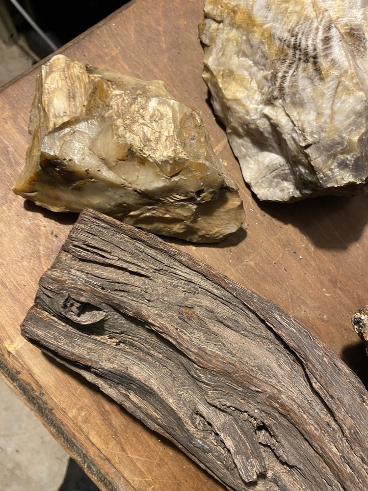Petrified Wood Collection