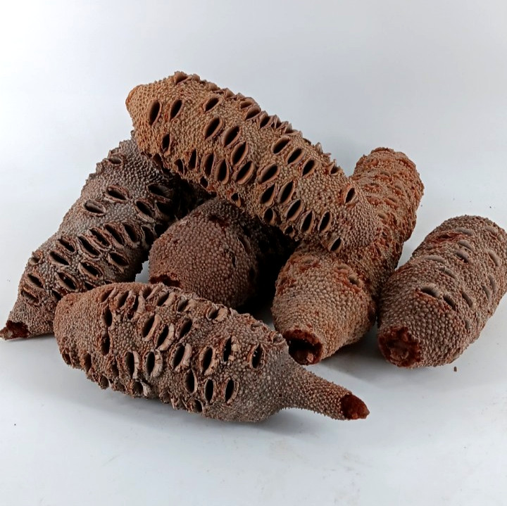 Banksia Pods 6" - 12"