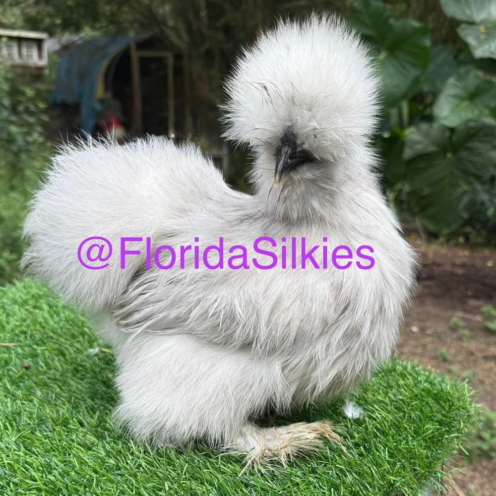 Silkie Hatching Eggs Assorted Colors (READ!) 4+